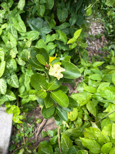 Brunfelsia americana observed 2026-06-12