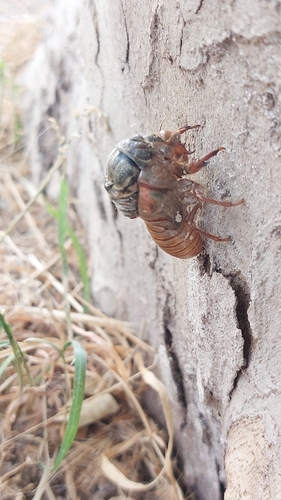 Red Cicada