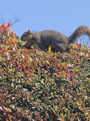 Sciurus niger