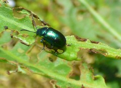 Gastrophysa cyanea