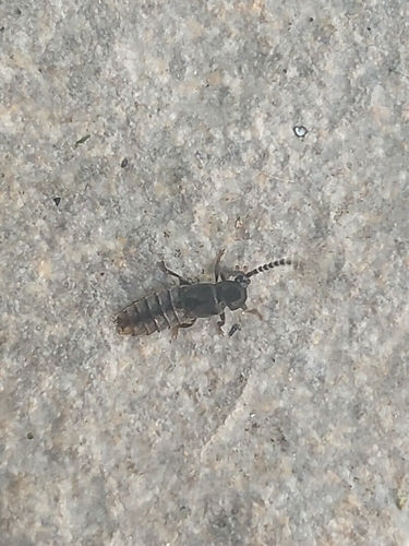 Lesser Black Glow-worm