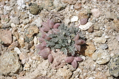 Astragalus platytropis