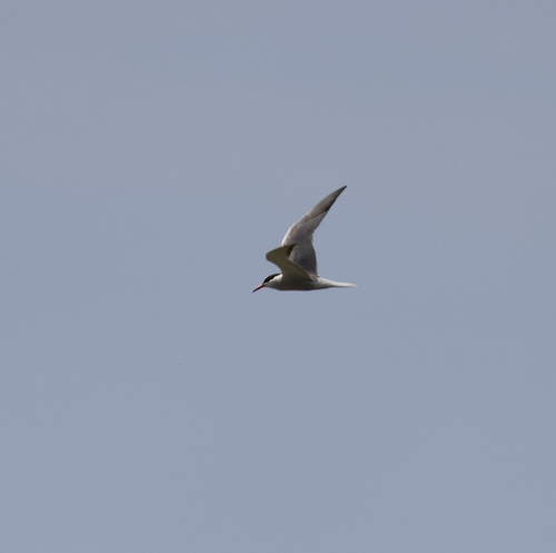 Common Tern