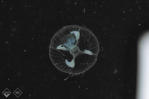 Common Freshwater Jellyfish