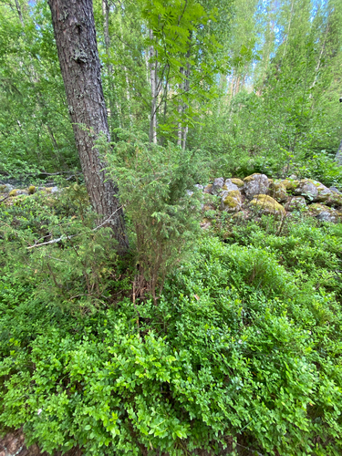 common juniper