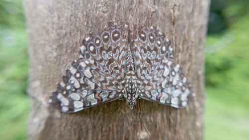 Variable Cracker