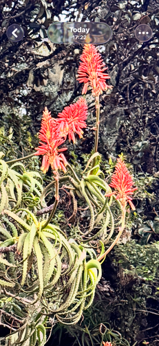 Candelabra Aloe