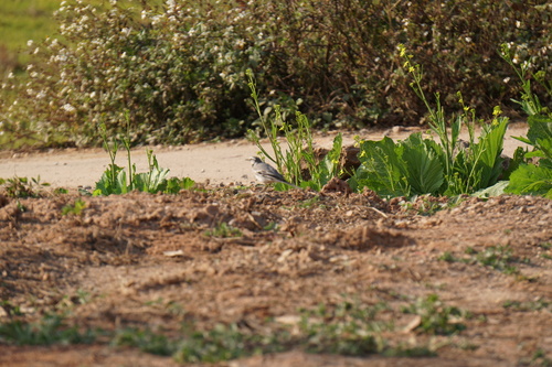 White Wagtail