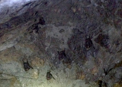 Emballonuridae