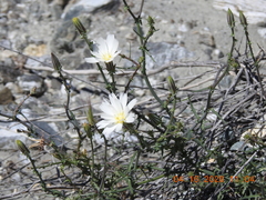 Calycoseris wrightii