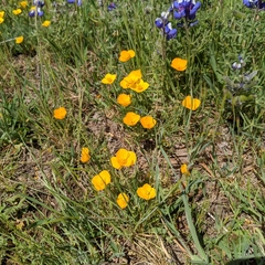 Eschscholzia lobbii