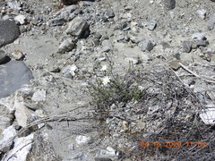 Calycoseris wrightii