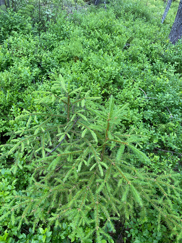 Norway spruce
