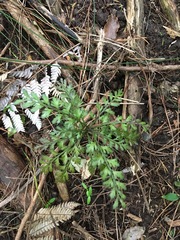 Phyllocladus trichomanoides
