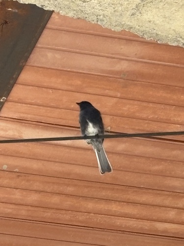 Black Phoebe