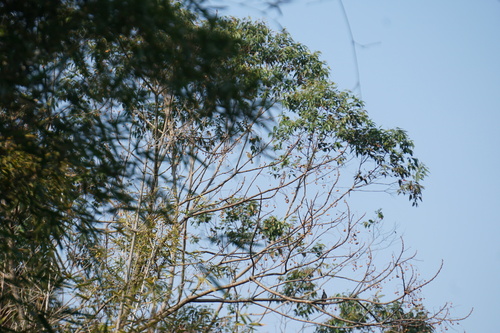 Light-vented Bulbul