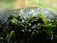 Chiloscyphus polyanthos