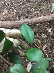 Syzygium paniculatum