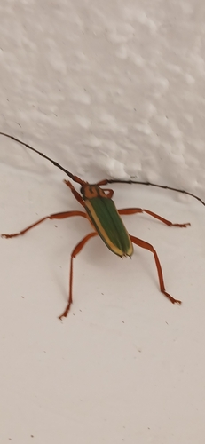 Chlorida festiva