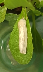 Earias chlorodes