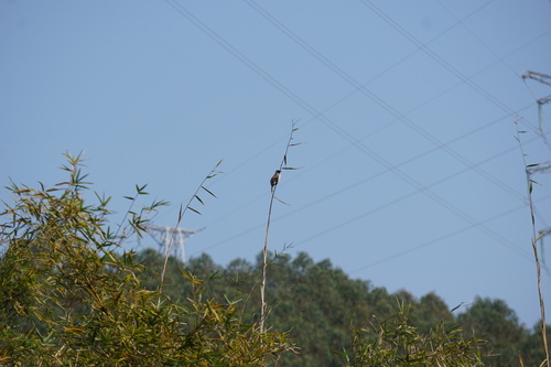 Sooty-headed Bulbul