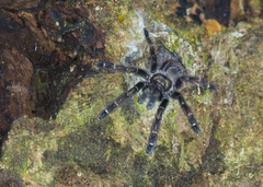Psalmopoeus