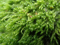 Hygrohypnella ochracea