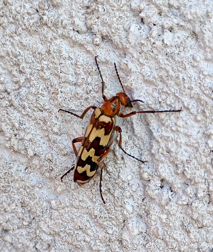 Pyrota proseni
