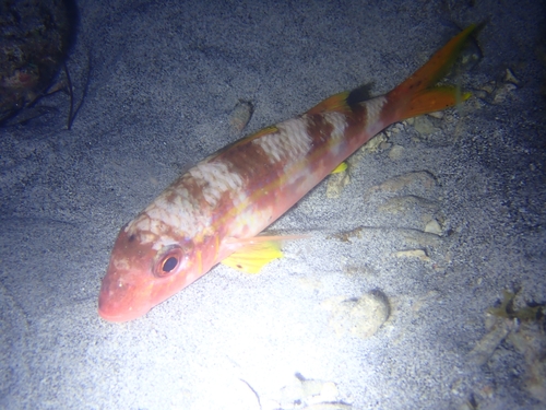 Yellowfin Goatfish
