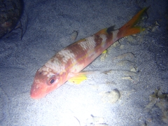 Yellowfin Goatfish