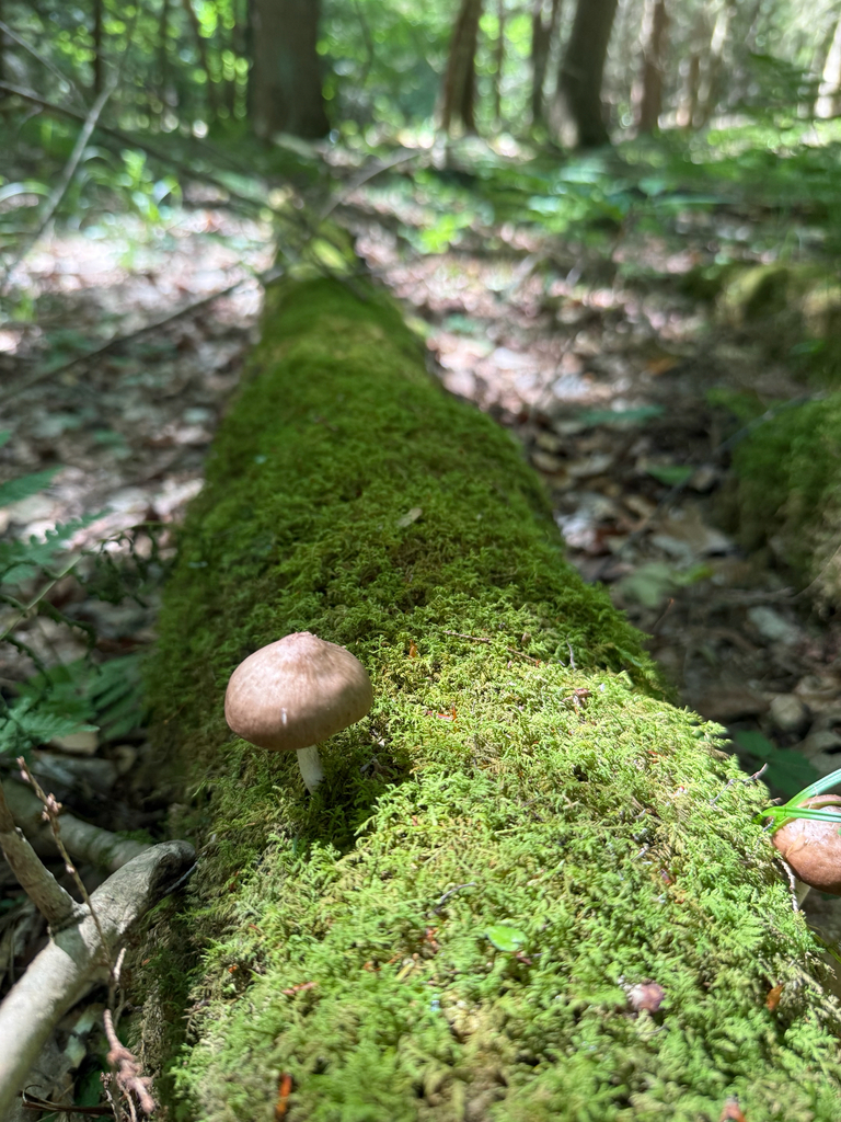 Eastern American Platterful Mushroom · June 2026 · photo: Photo: (c) justanotherbirdbrain, some rights reserved (CC BY) · iNaturalist