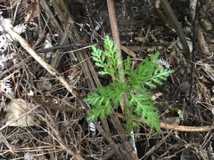 Phyllocladus trichomanoides