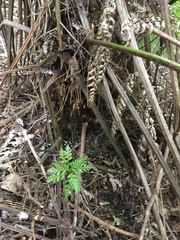 Phyllocladus trichomanoides