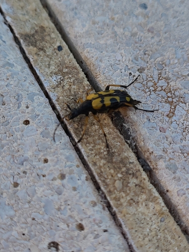 Spotted Longhorn Beetle