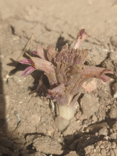 Flat-top Broomrape