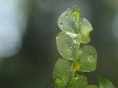 Chiloscyphus polyanthos