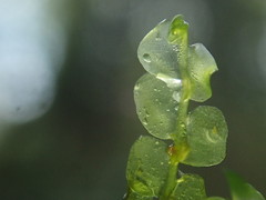 Chiloscyphus polyanthos