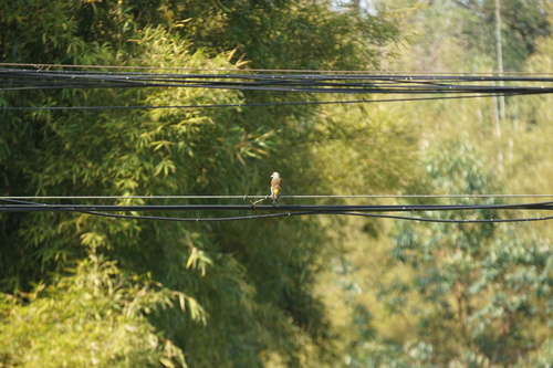 Oriental Greenfinch