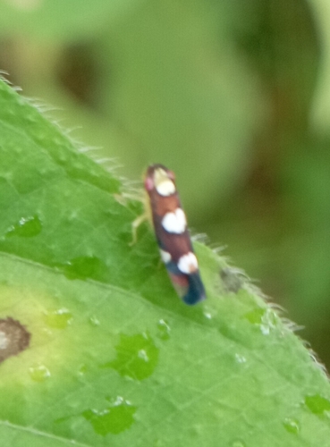 Erythrogonia sexguttata