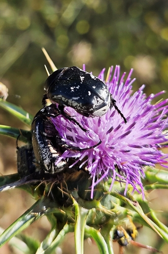 Aethiessa martini