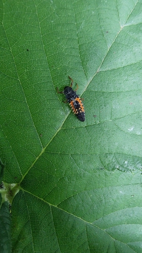 Asian Lady Beetle