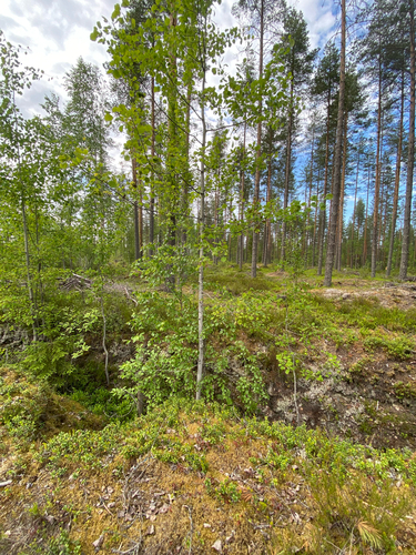 European aspen