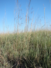 Andropogon lateralis