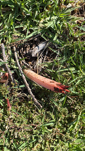 lantern stinkhorn
