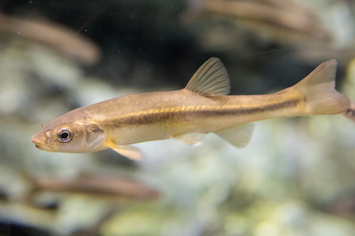 Amur Minnow