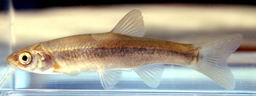 Amur Minnow