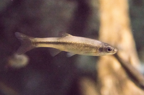Amur Minnow