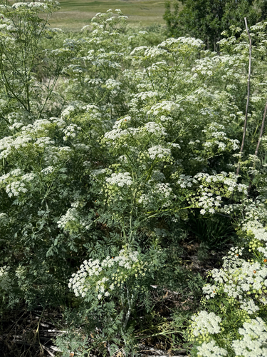 poison hemlock