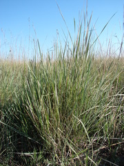 Andropogon lateralis