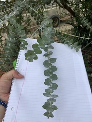 Eucalyptus pulverulenta
